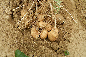 Pommes de terre Bio