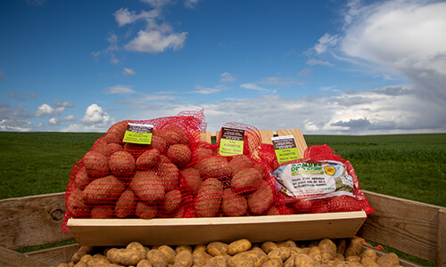 Pomme de terre Pomme de terre