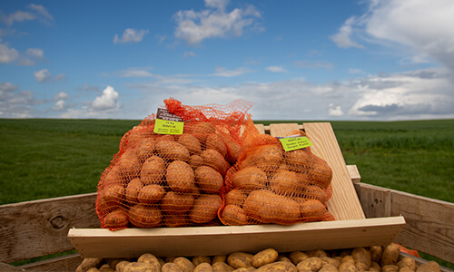 Pomme de terre Pomme de terre