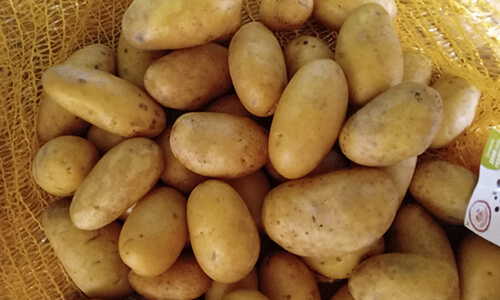 Pomme de terre Pomme de terre