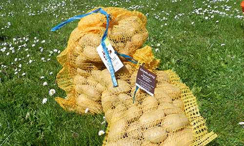 Pomme de terre Pomme de terre