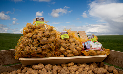 Pomme de terre Pomme de terre