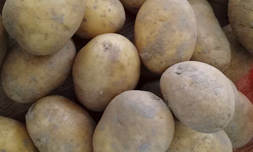 Pomme de terre Pomme de terre