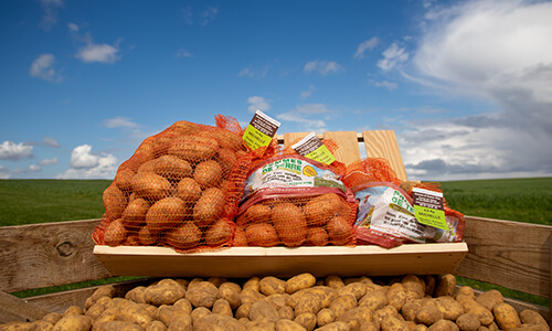 Pomme de terre Pomme de terre